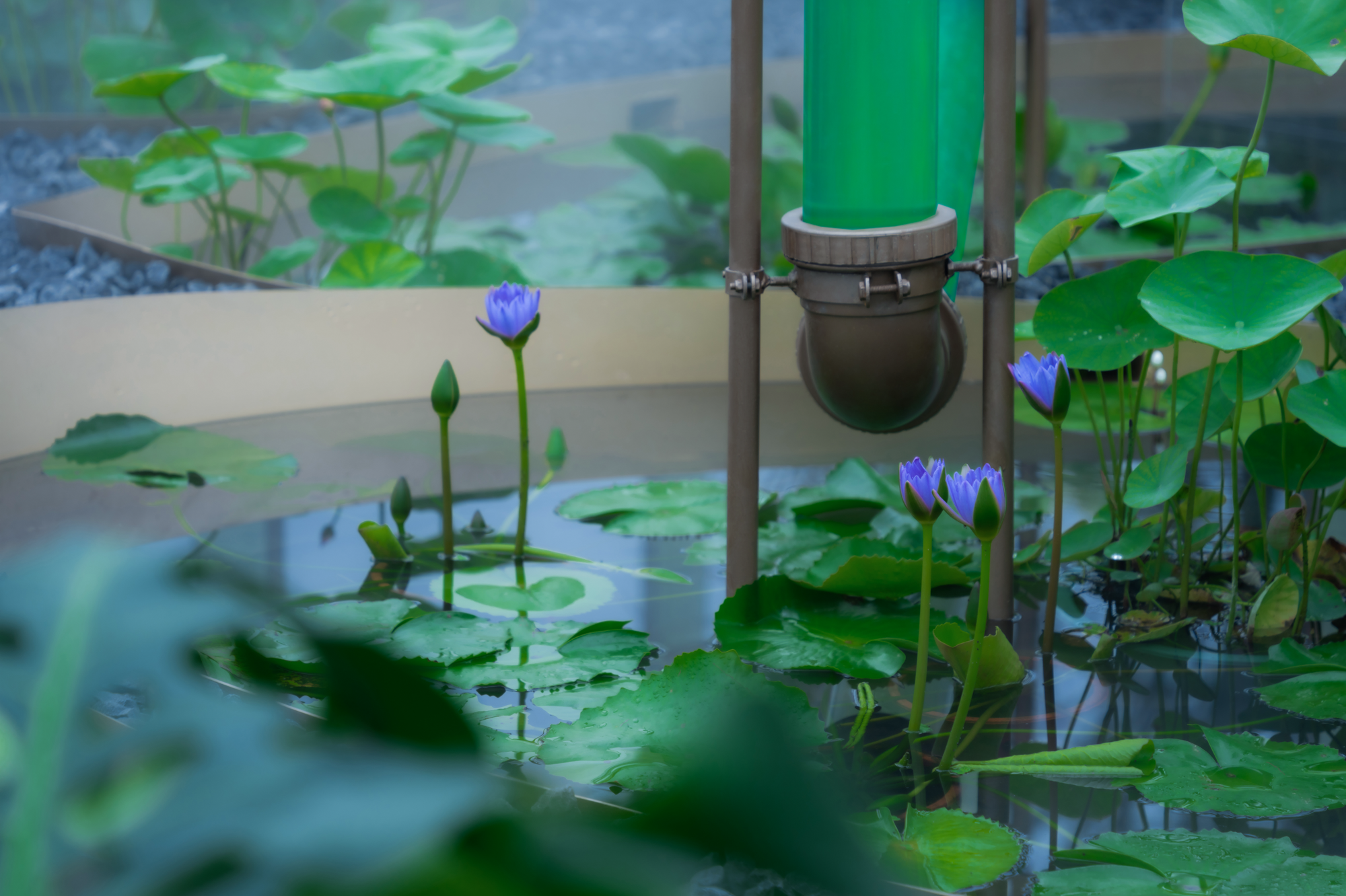 2023成都花展-微藻实验花园丨澳博景观丨2023丨四川成都-15