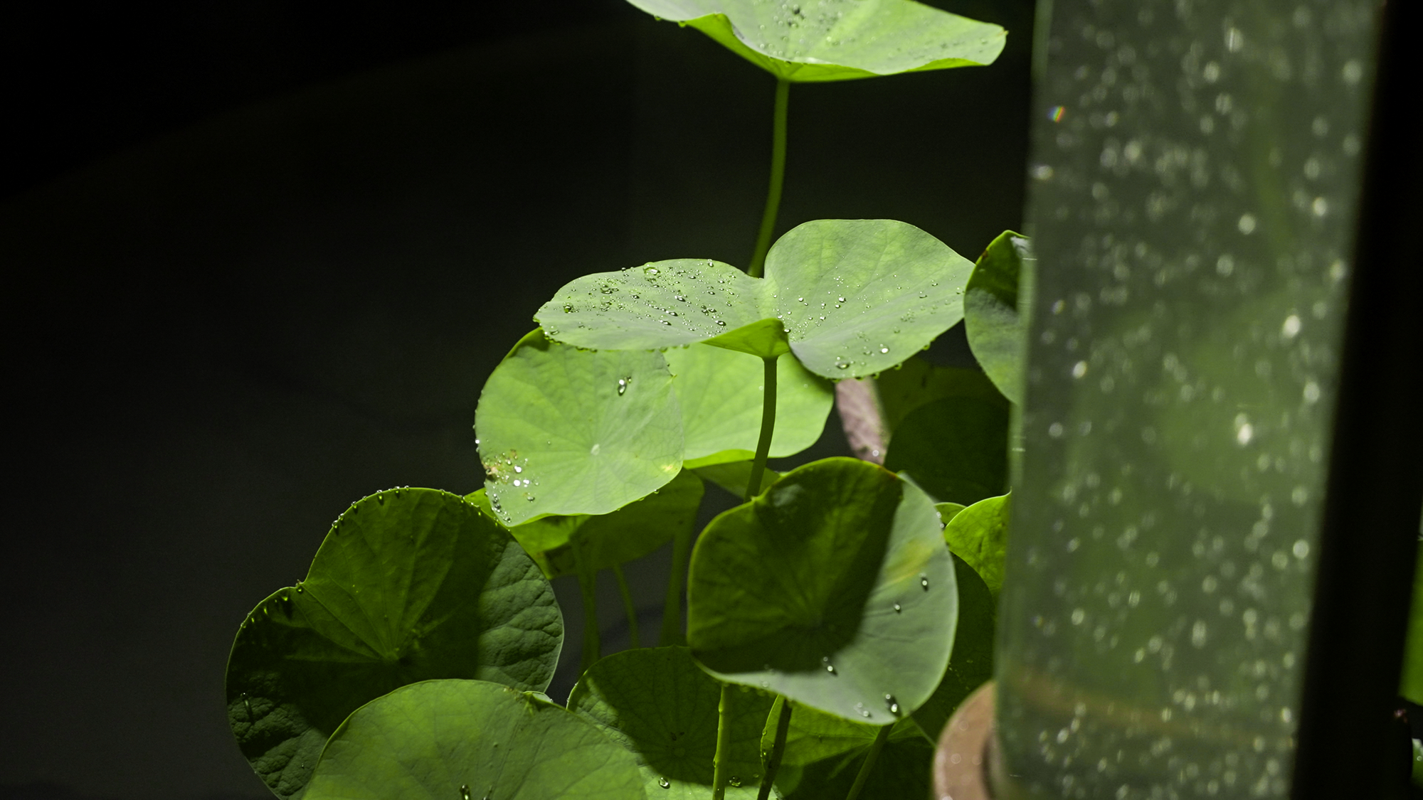 2023成都花展-微藻实验花园丨澳博景观丨2023丨四川成都-37