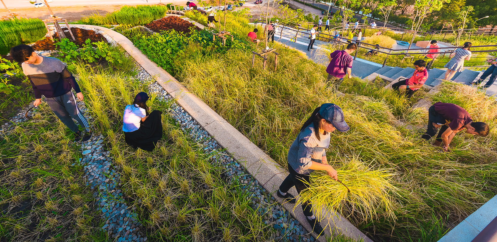 亚洲最大屋顶有机农场 | 泰国国立法政大学 TURF 项目-40