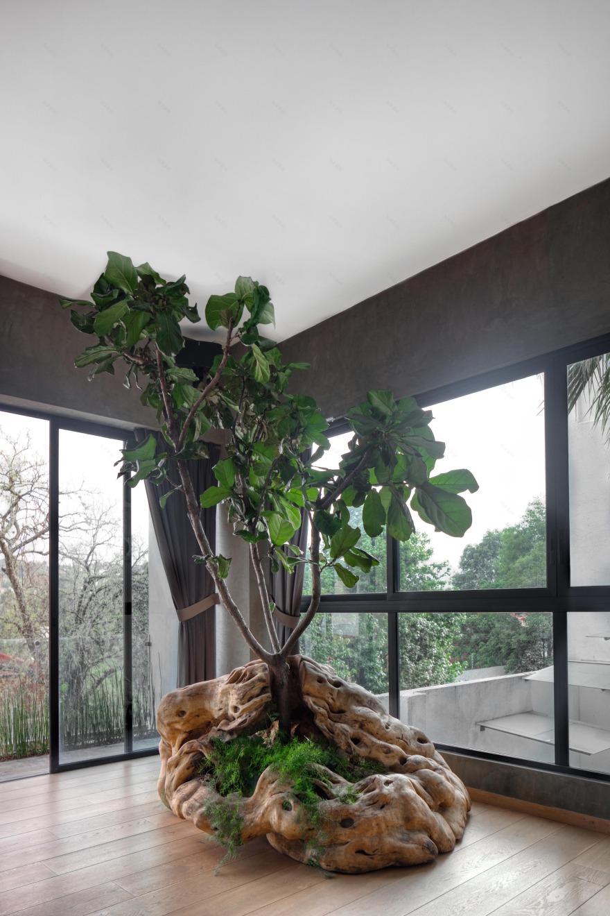 墨西哥 Casa Espejo Verde 垂直花园丨Daniel Gómez Bilbao-11