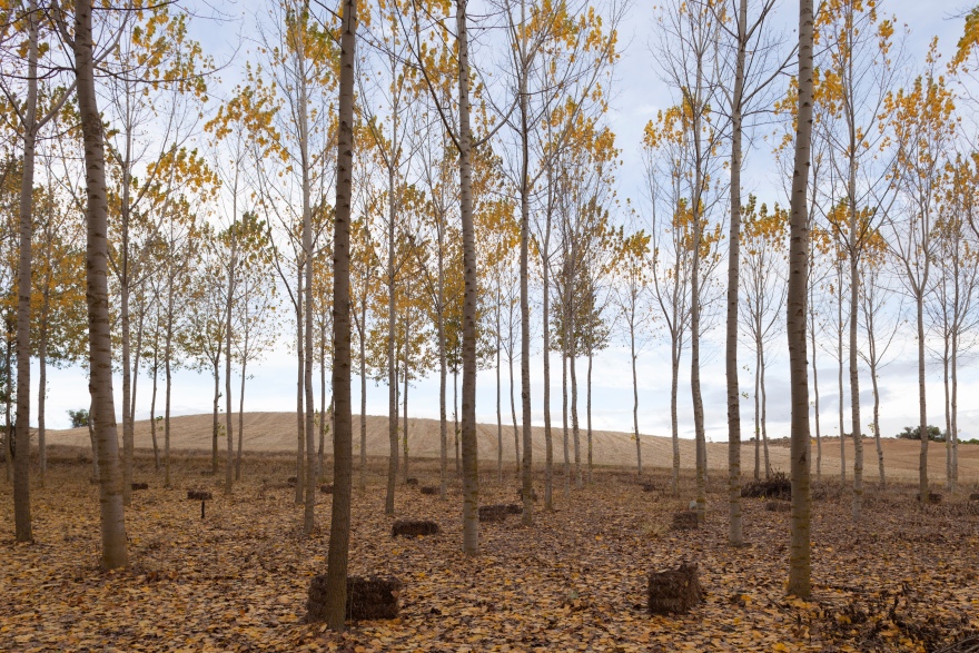 融入自然的"Doñana 小屋" | 经济实用与情感连接的共生之作-16