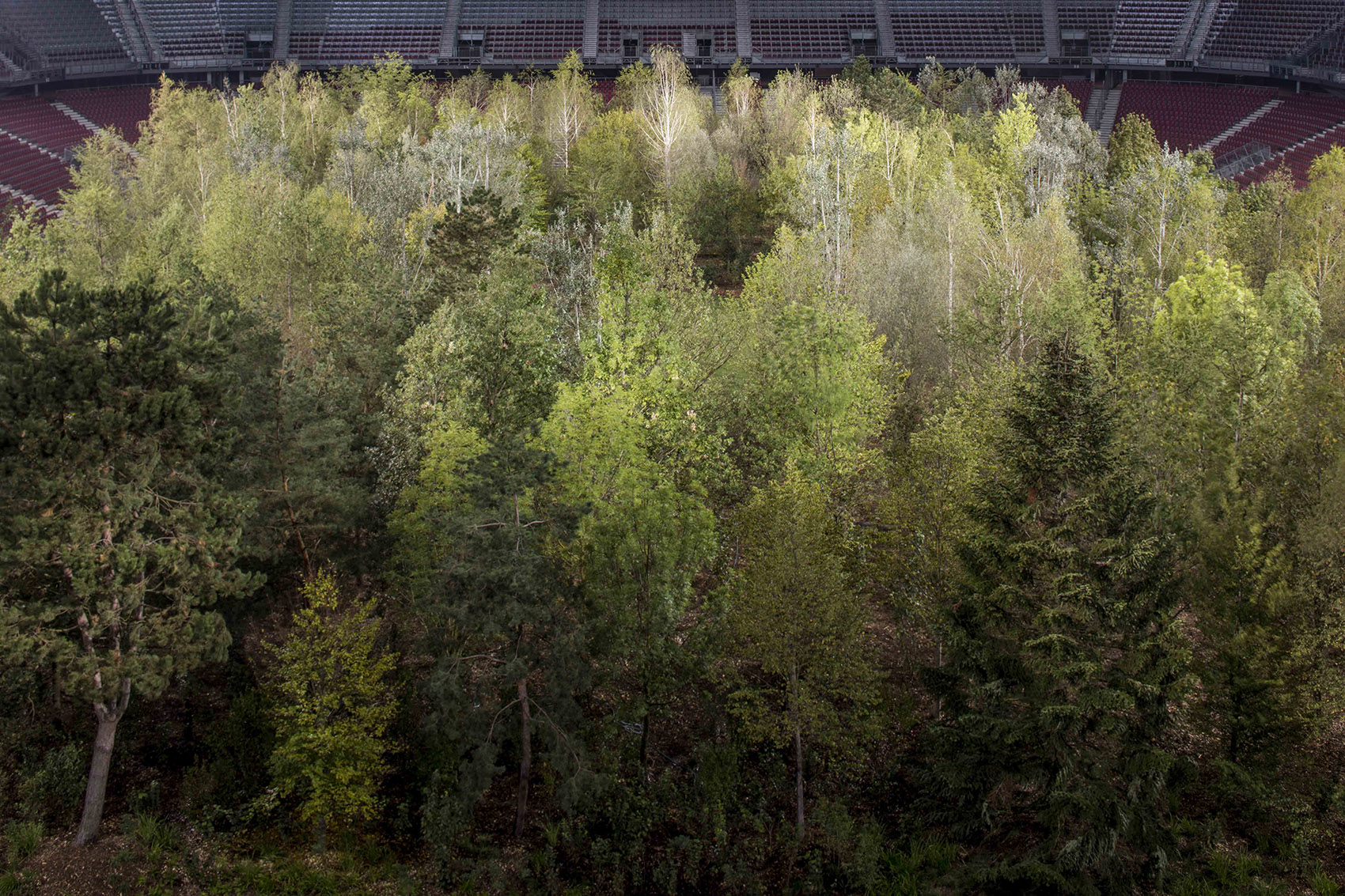 “致森林——自然不倦的魅力”展览，奥地利/足球场变身欧洲中部森林-41