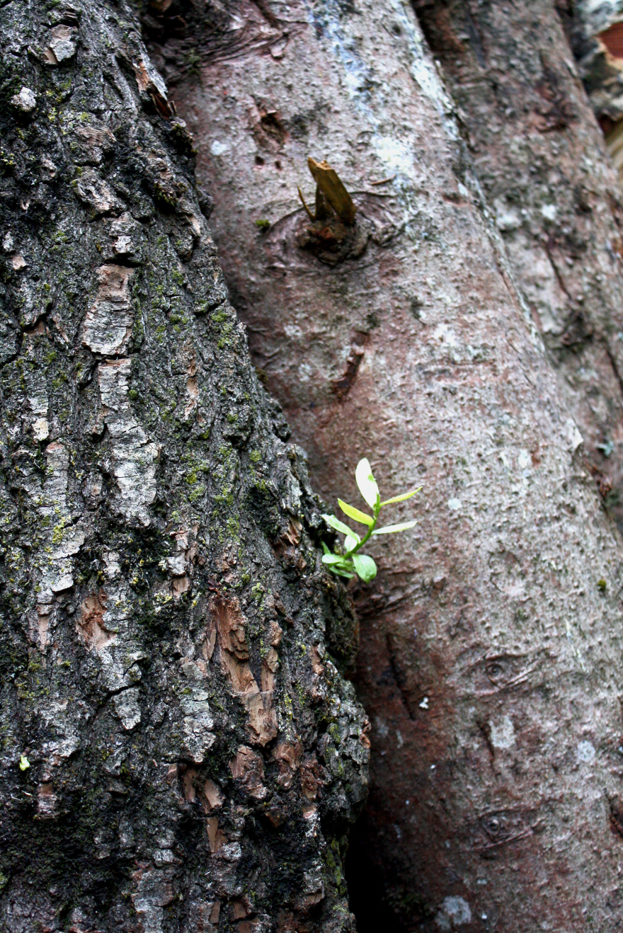 法国湖畔木构建筑· La Charbonnière-13