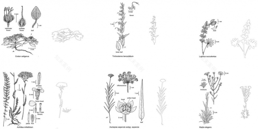 种子银行 | 绿墙新生态-30