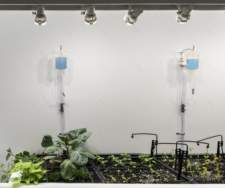 “我们真的有那么不同吗?”城市农场展丨美国纽约丨DS+R-12