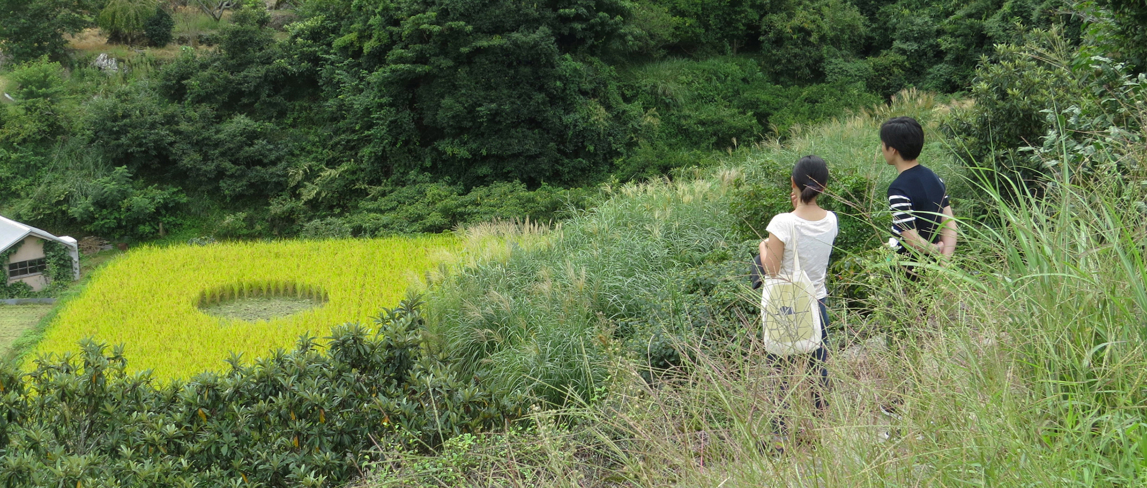 梯田之心的内 rice field-5