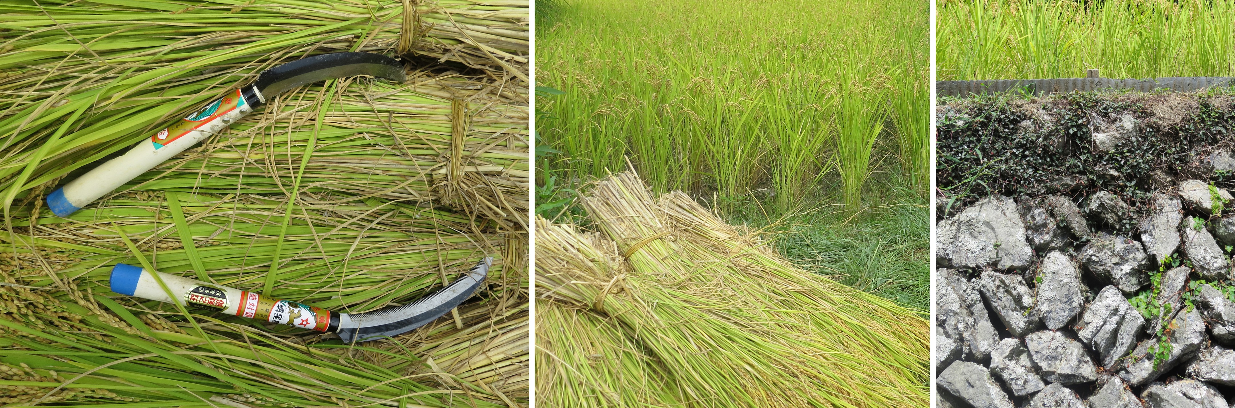 梯田之心的内 rice field-3