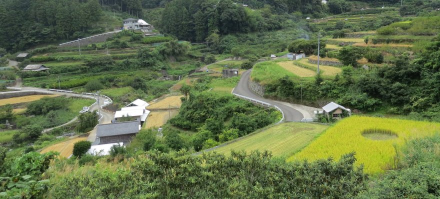 梯田之心的内 rice field-1