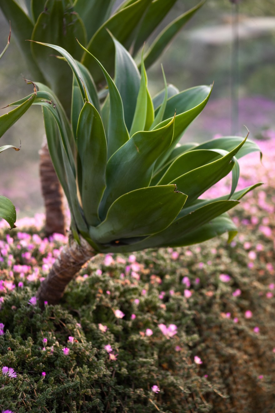 墨西哥 Casa Espejo Verde 垂直花园丨Daniel Gómez Bilbao-12