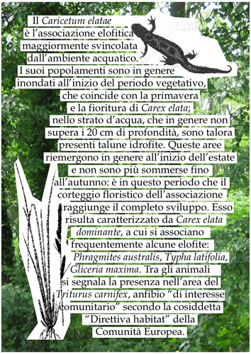 博斯科·迪·卡彭内多森林公园-13