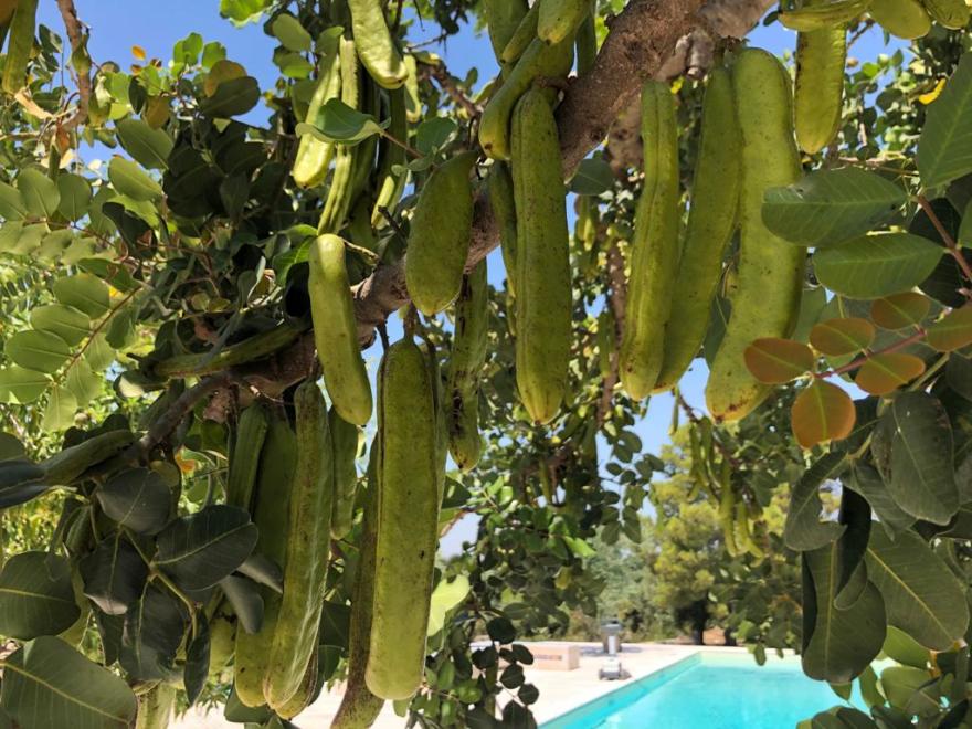 古堡庄园的现代复兴-43