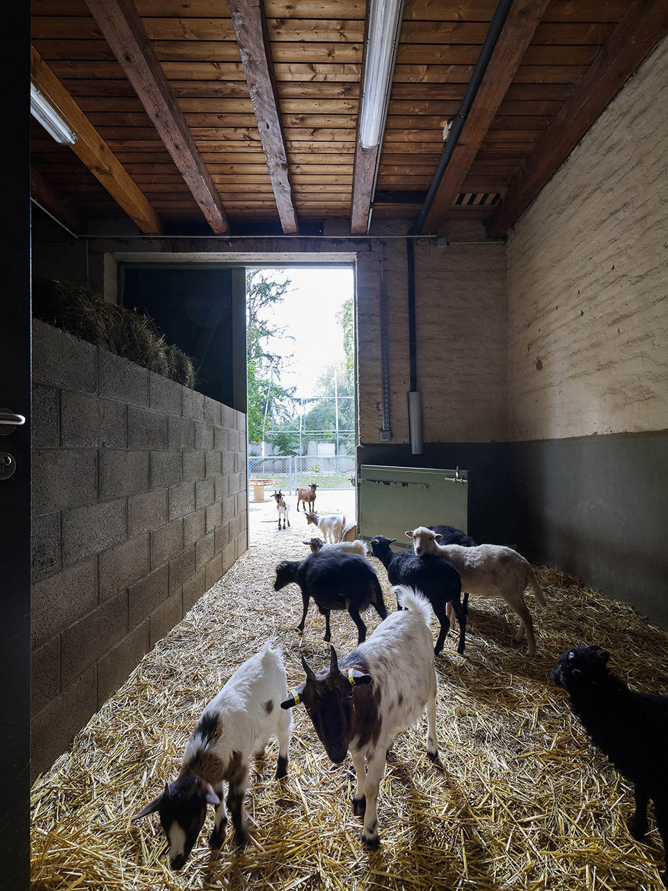 斯特拉斯堡动物园教学农场改造& 游客中心，法国/孩子与动物间的桥梁-67