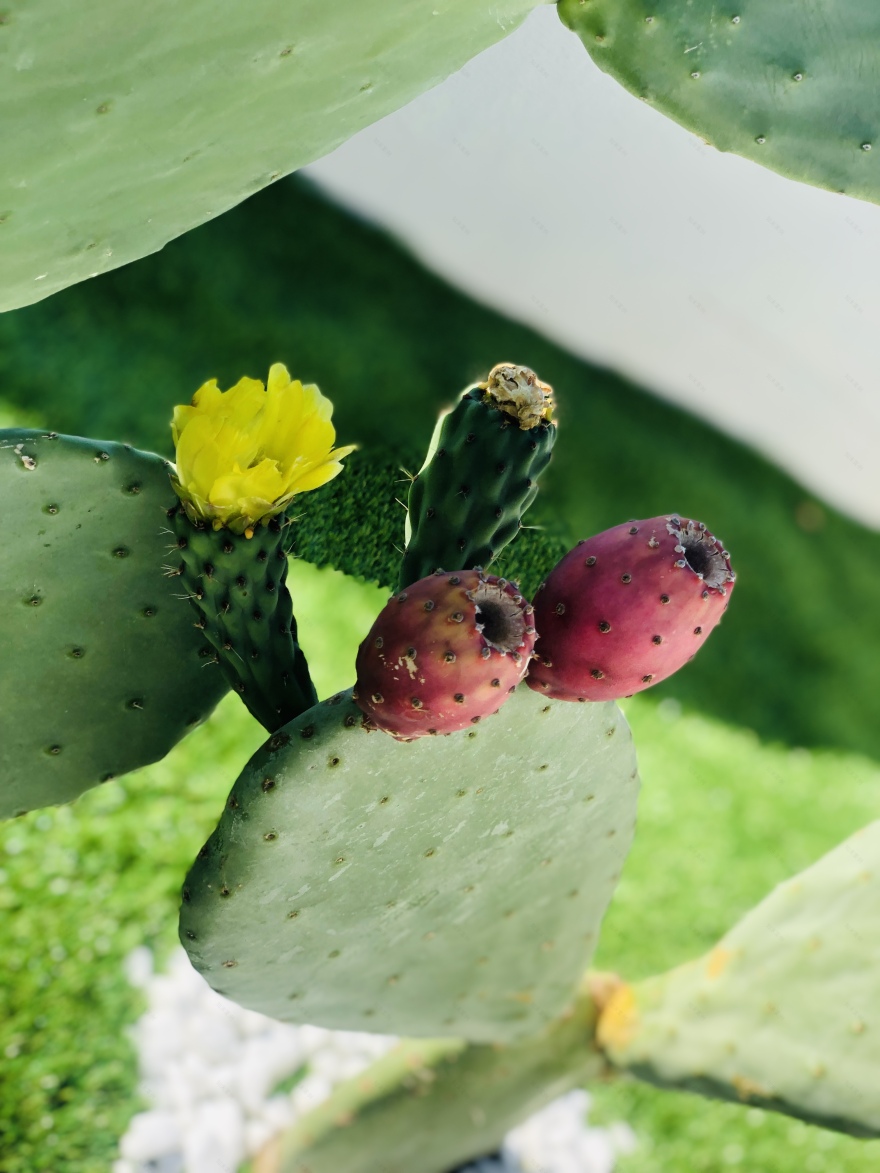 意大利海滨别墅的现代魅力-40