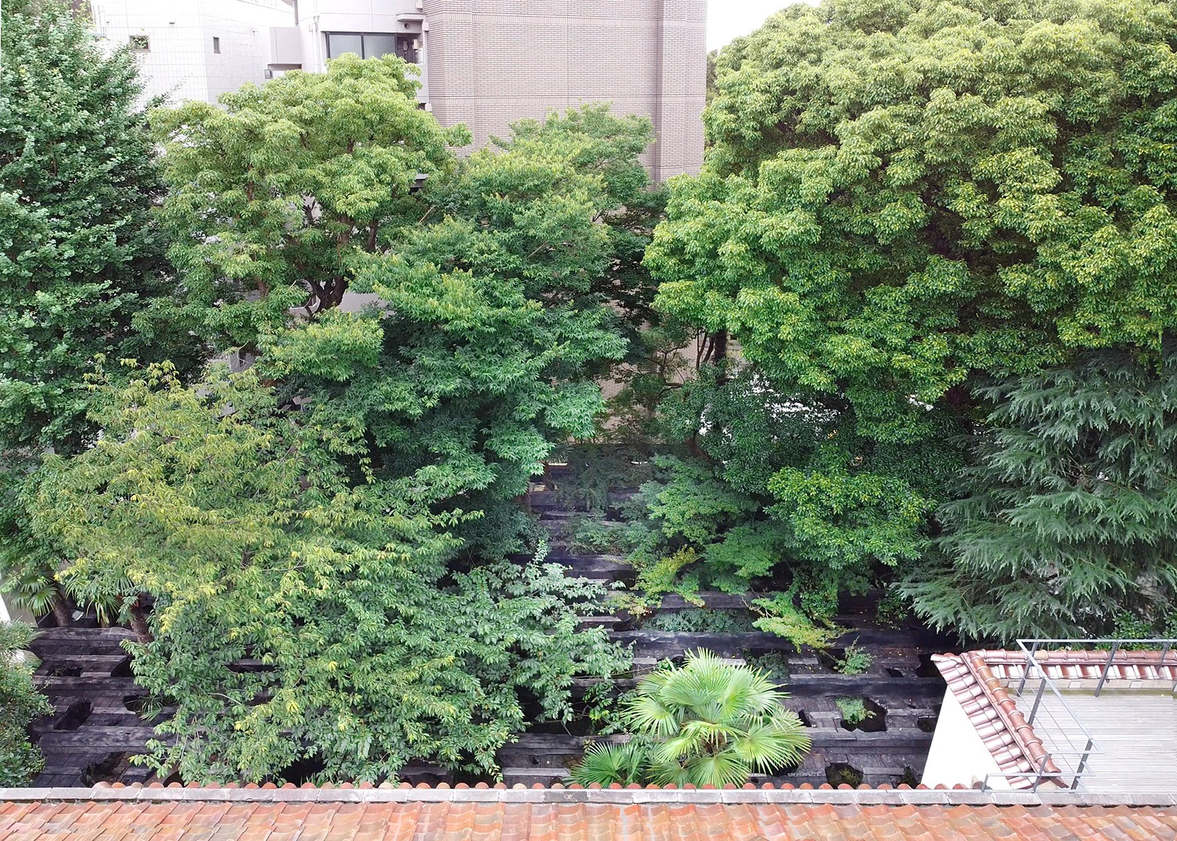 木陰雲，东京/夏日午后古树间飘荡的凉影-55