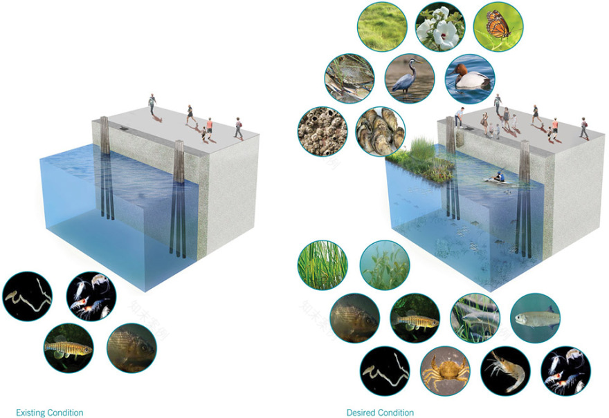 马里兰州漂浮湿地 | 新型技术助力可持续生态恢复-18