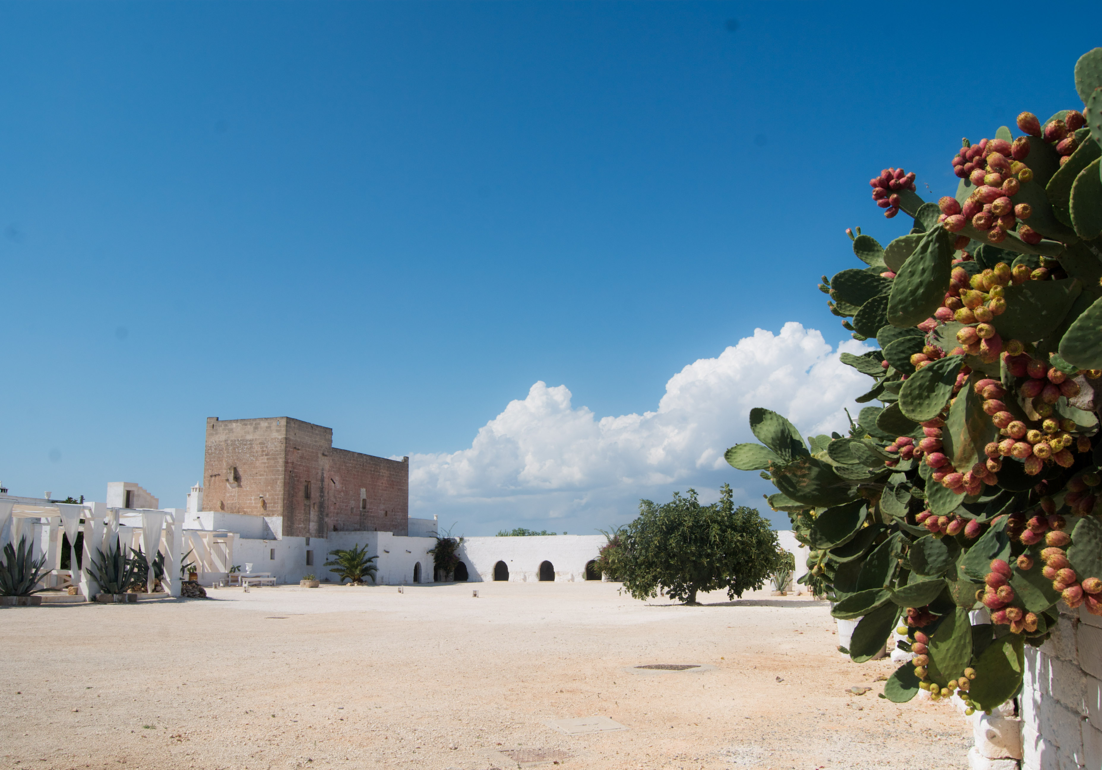 Masseria Potenti（意大利百年农场）-3