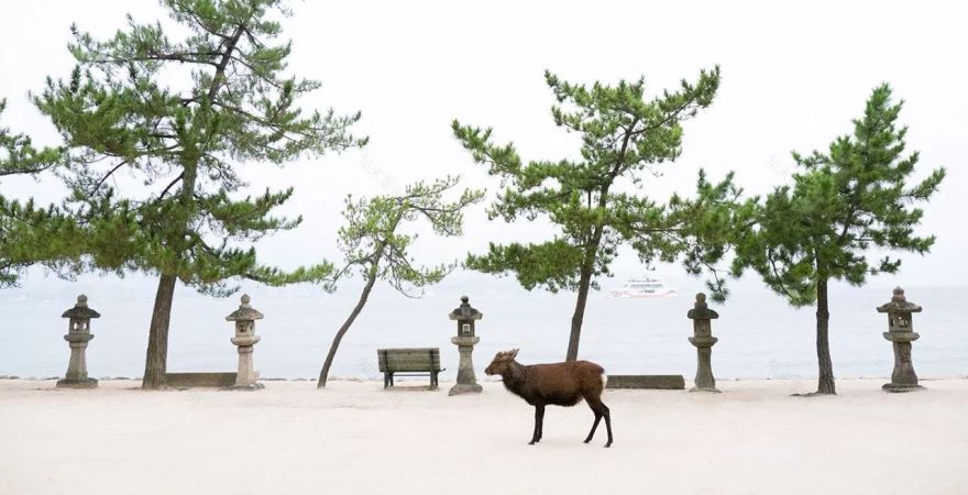 日本 Guntu 游轮-39