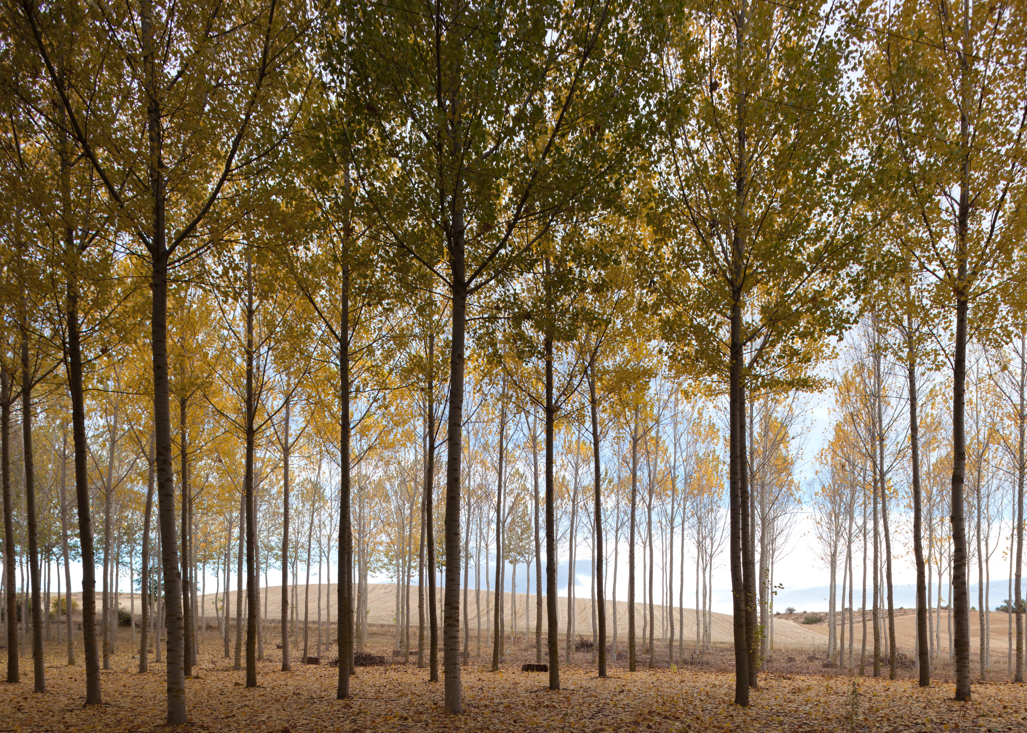 融入自然的"Doñana 小屋" | 经济实用与情感连接的共生之作-2