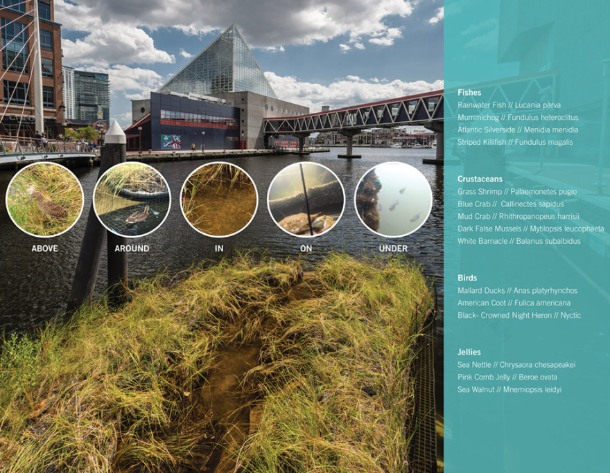 马里兰州漂浮湿地 | 新型技术助力可持续生态恢复-48