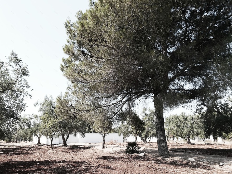 隐于自然的家庭绿洲 | 光伏建筑一体化之家-13