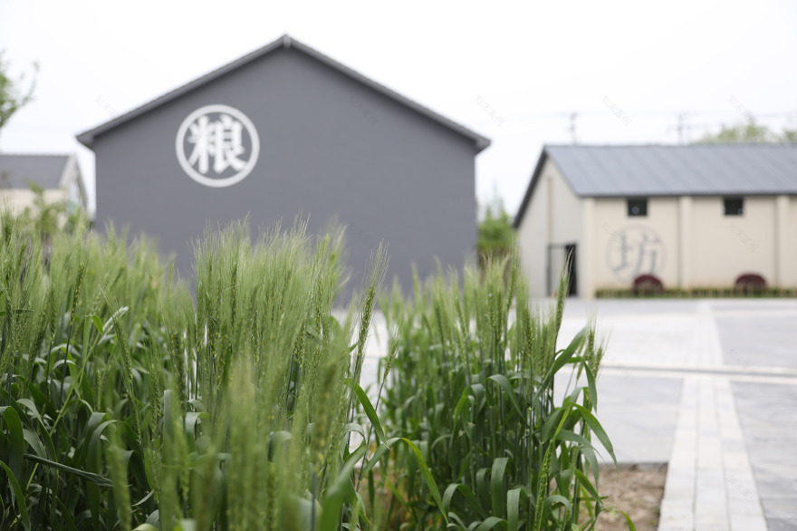 崇明稻米文化中心二期-120