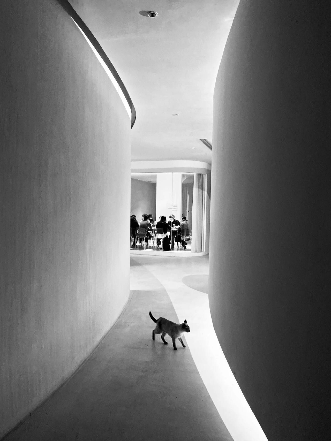 半舍总部 · 板桥飞鹞-39