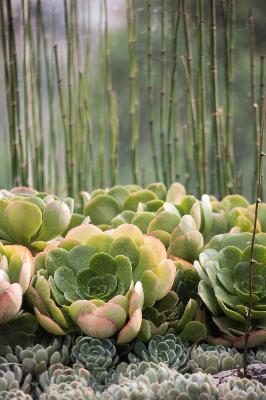 墨西哥 Casa Espejo Verde 垂直花园丨Daniel Gómez Bilbao-13