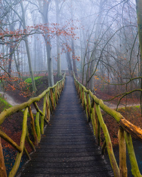 Moss Dream