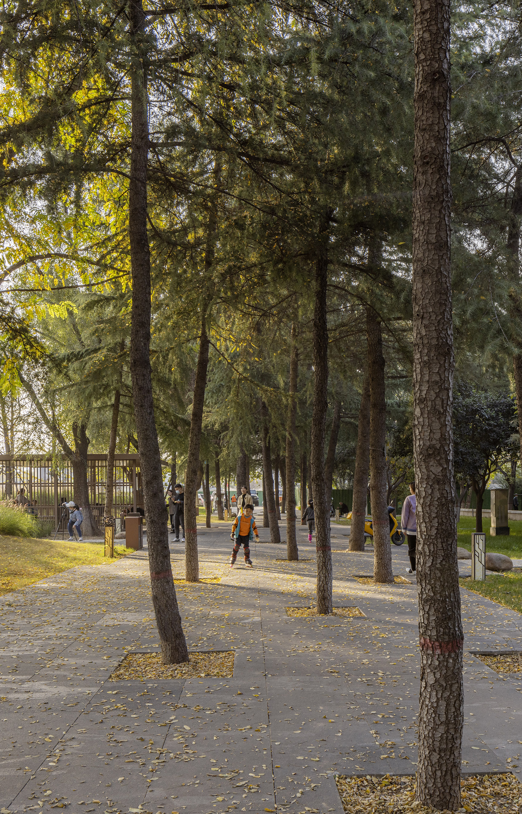 郑州古树苑公园一期景观提升，河南/老树的新生-103