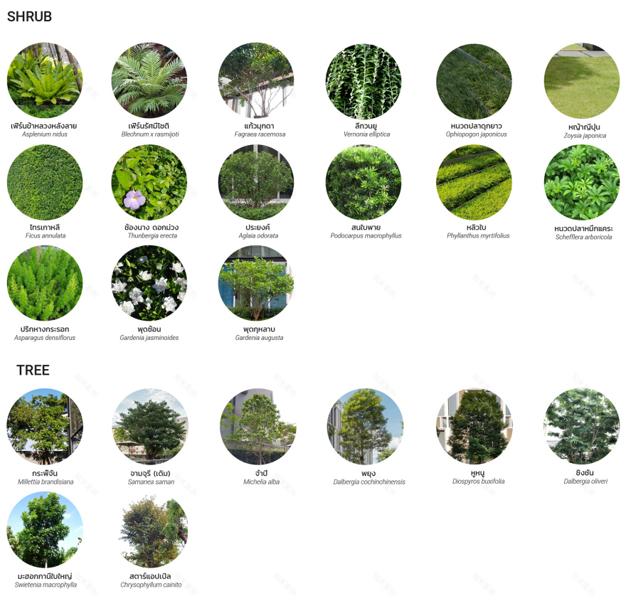泰国 Quarter 39 住宅区景观设计丨泰国曼谷丨Shma-49