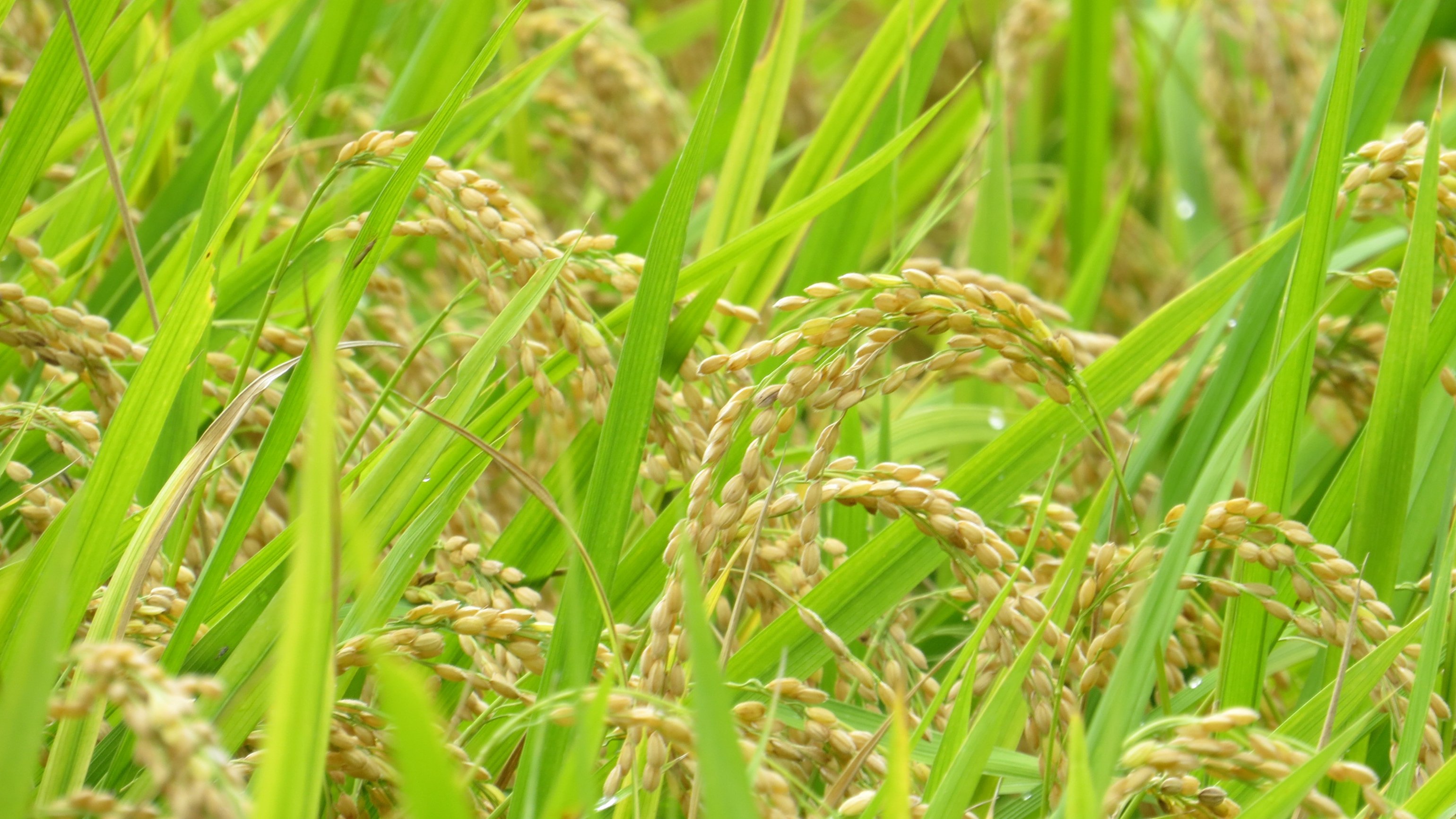 梯田之心的内 rice field-2