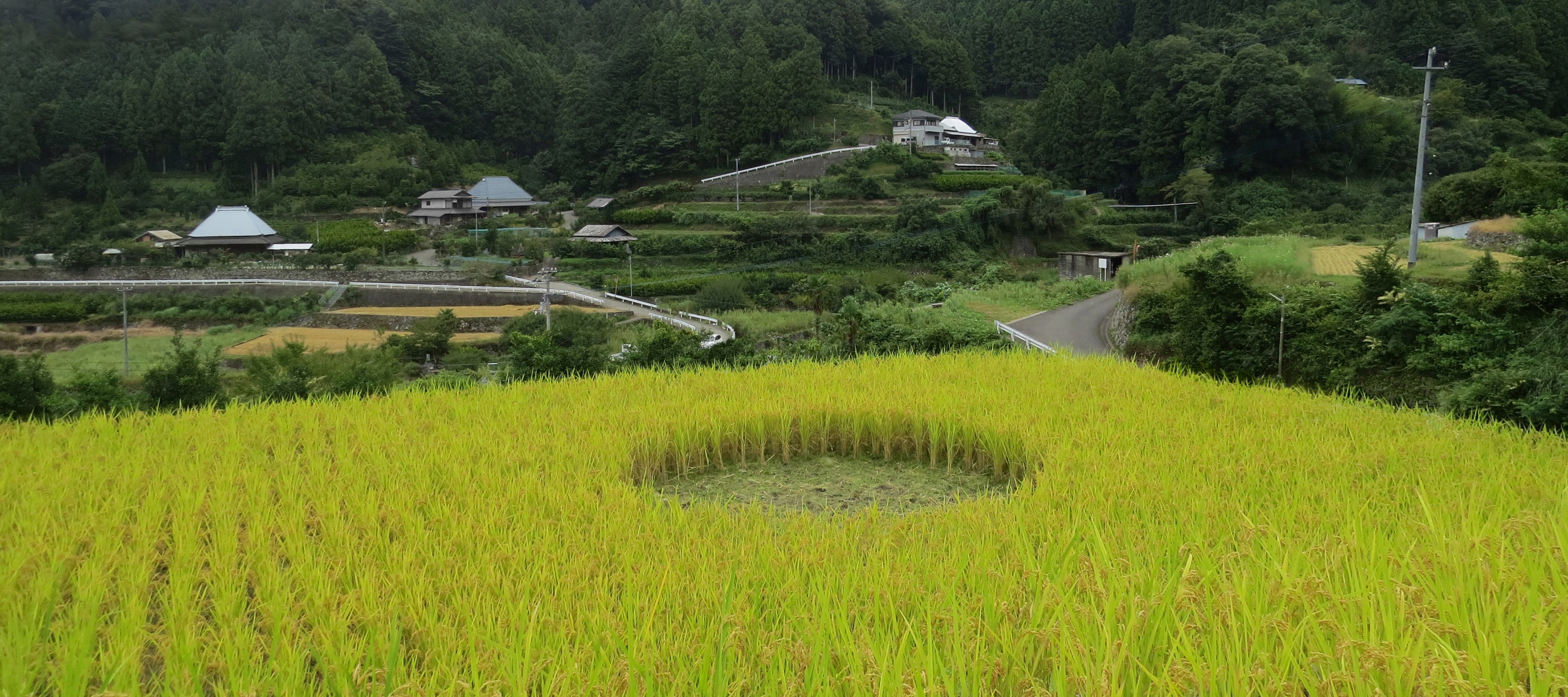 梯田之心的内 rice field-4