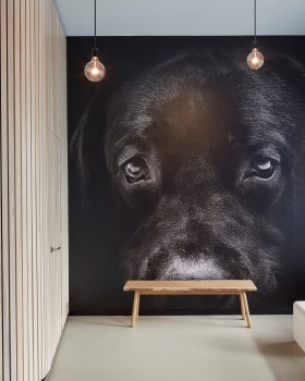 veterinary practice BooZoo