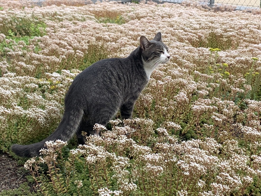 木结构增建,老建筑新生-17