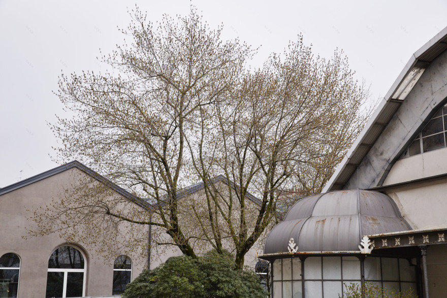 米兰 Cavallerizze 修复项目 · 古老空间的新生-11