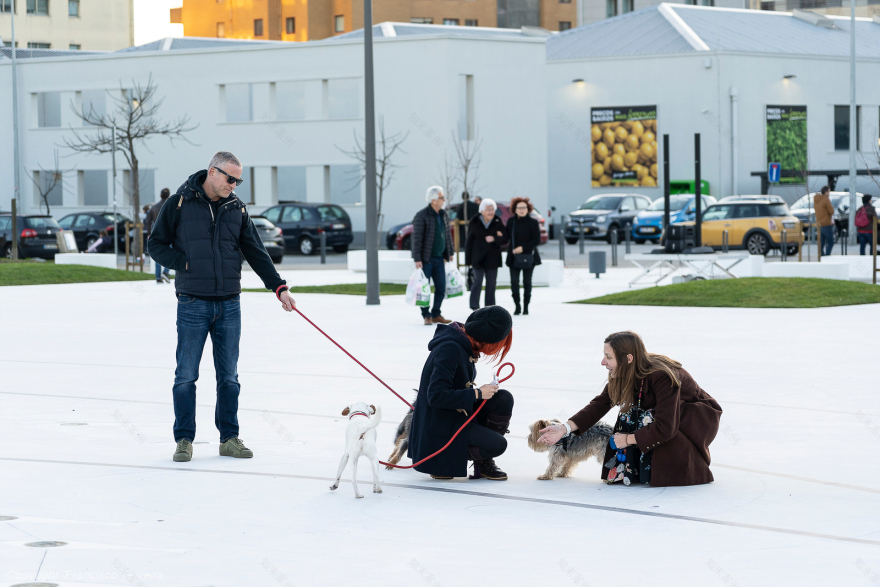 葡萄牙 Praça Guilherme Pinto 广场设计丨Luísa Valente-19