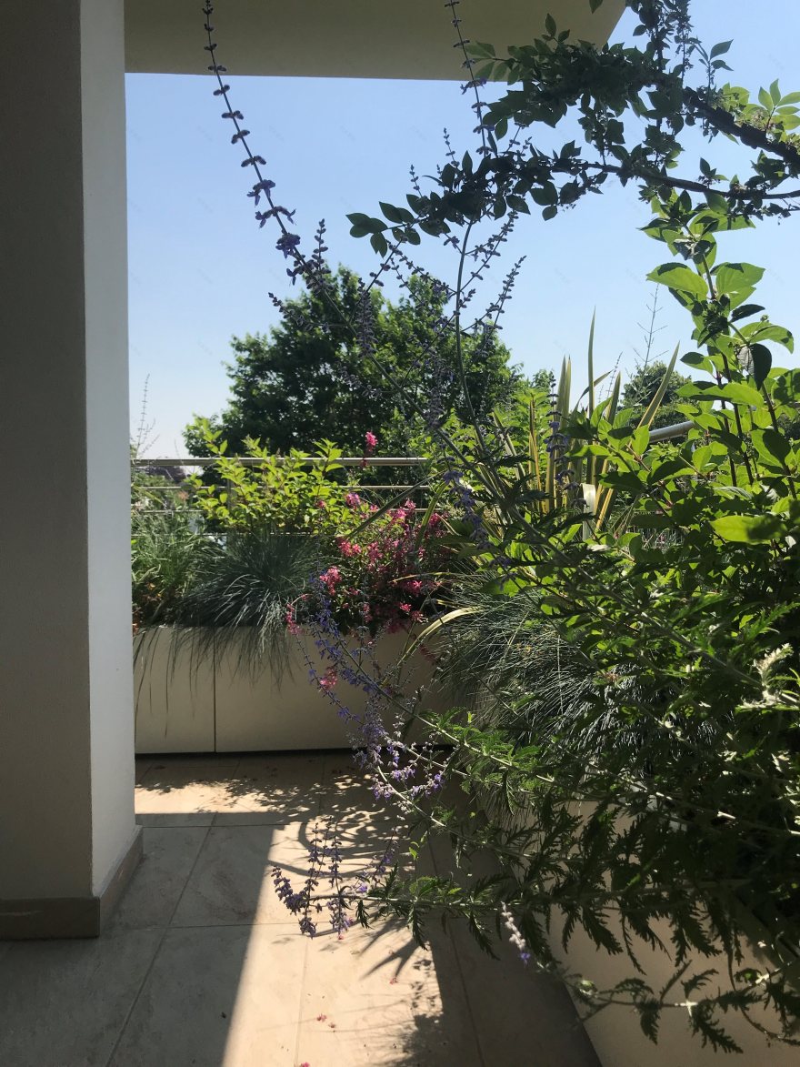 斜坡之上,日式庭院的竹影婆娑-11