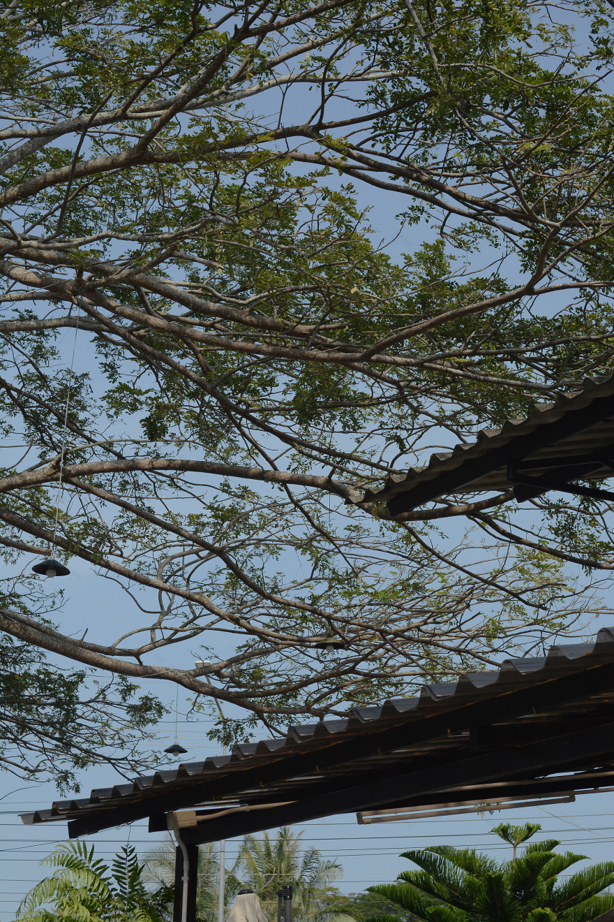 森林中的旋转餐厅“Roti de Forest”-22