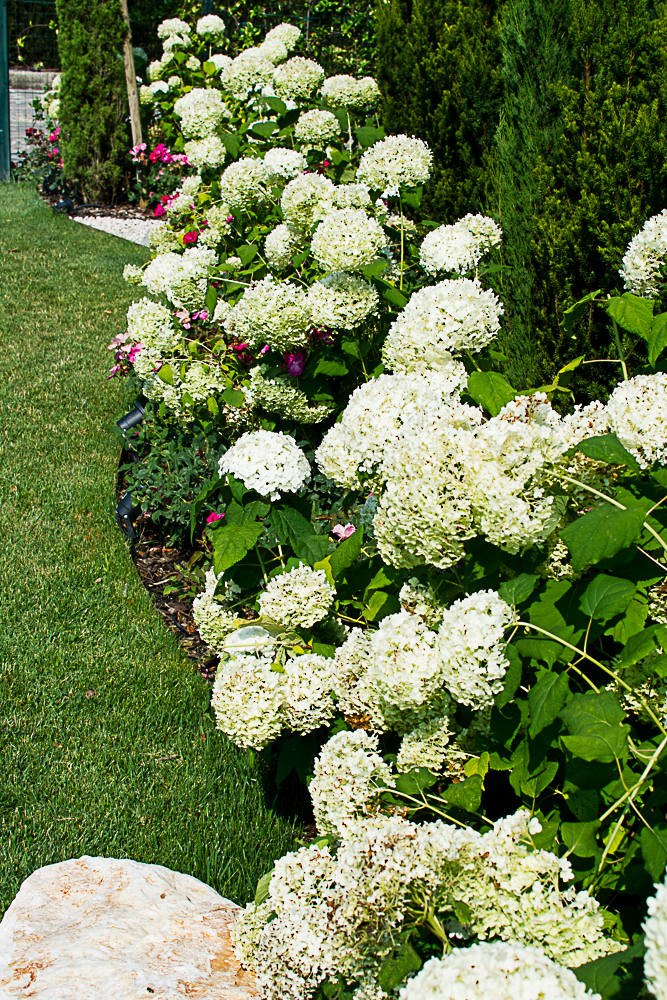 经典法式庭院设计丨Vivaio Dordoni-3