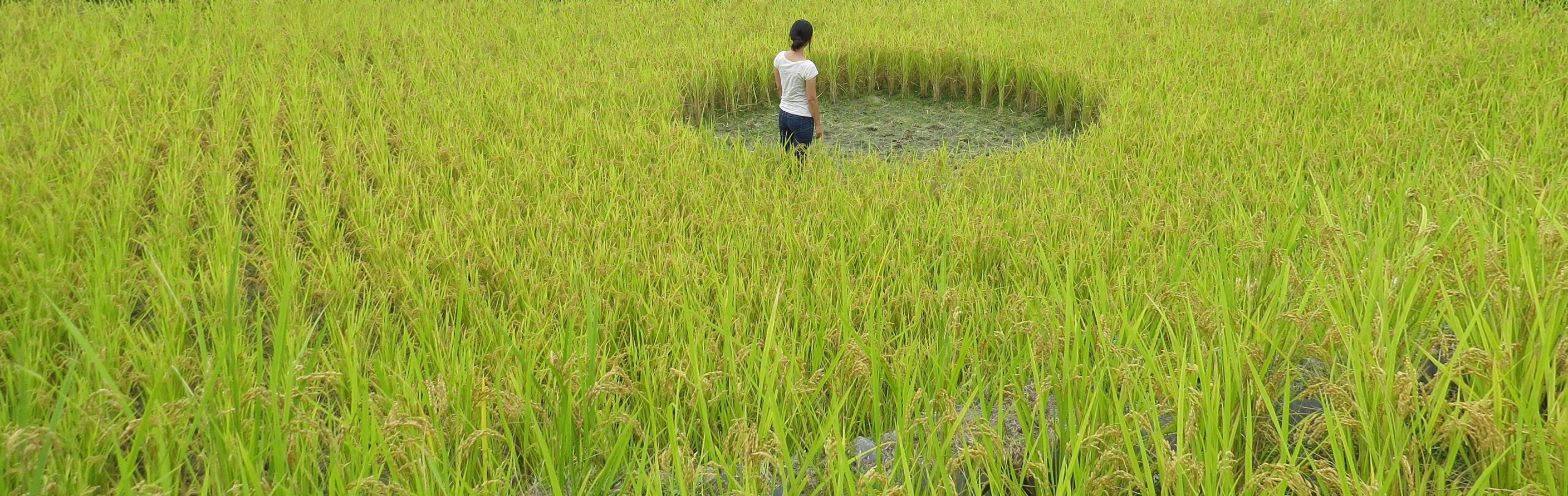 梯田之心的内 rice field-0