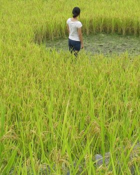 梯田之心的内 rice field