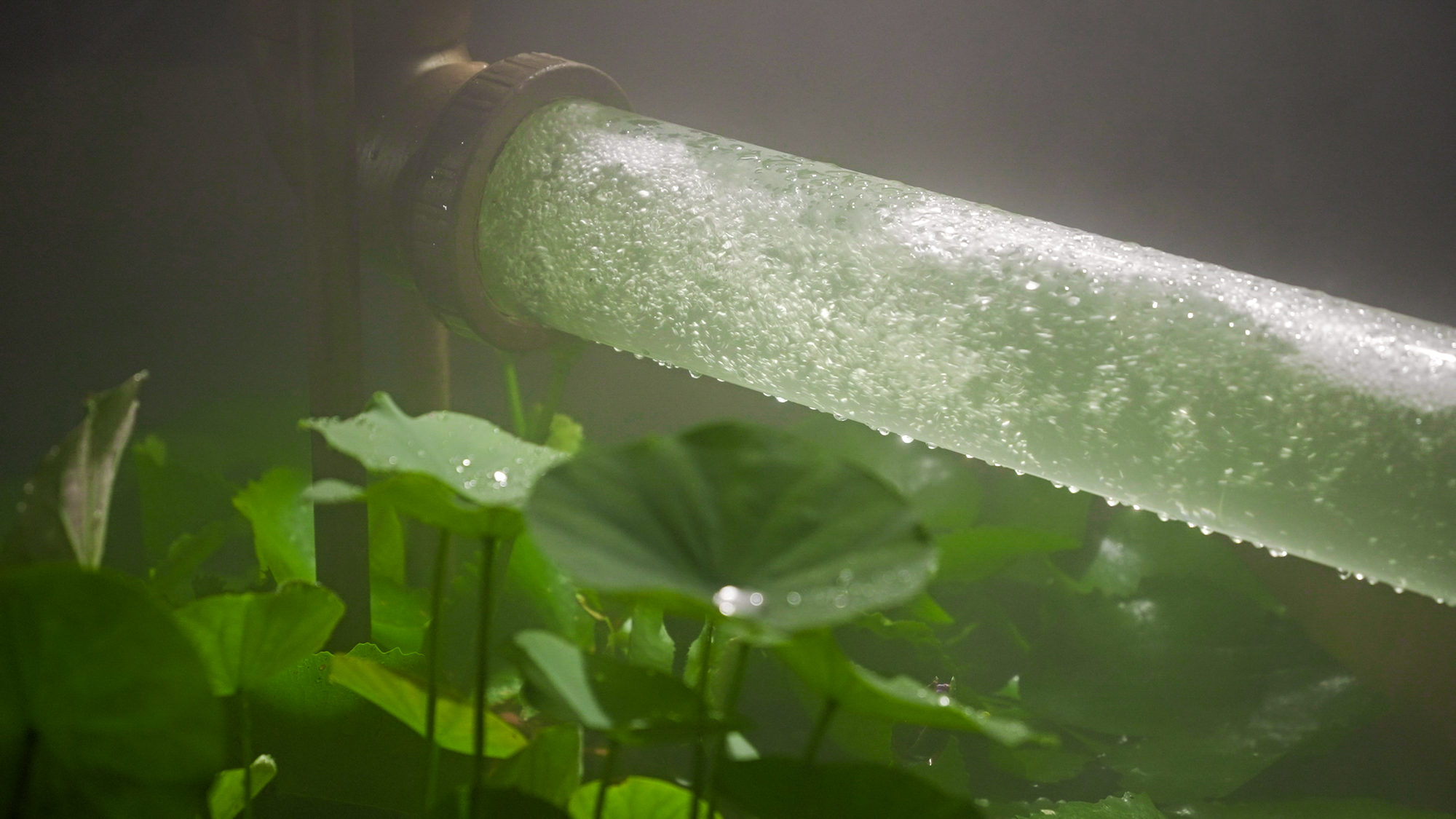 2023成都花展-微藻实验花园丨澳博景观丨2023丨四川成都-38